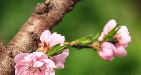 桃花寓意|桃花文化探秘——桃花的起源、寓意及文化传承